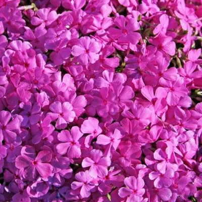Phlox 'Aearos' – Lángvirág