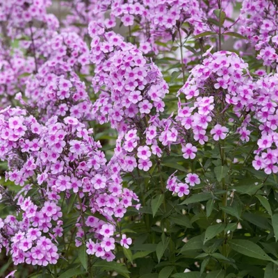 Phlox 'Anfriede von Alho' – Lángvirág
