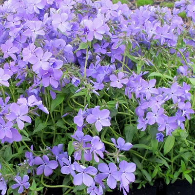Phlox divaricata 'Blue Moon' – Terpedt lángvirág