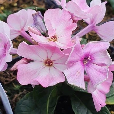 Phlox paniculata 'Famous Pink Eye Improved' – Bugás lángvirág