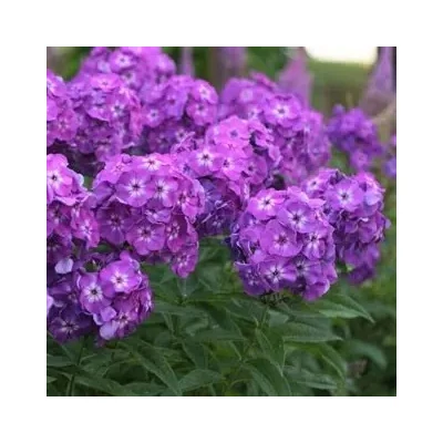 Phlox paniculata 'Famous Purple' – Bugás lángvirág