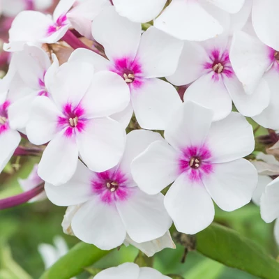 Phlox paniculata 'Famous White with Eye' – Bugás lángvirág