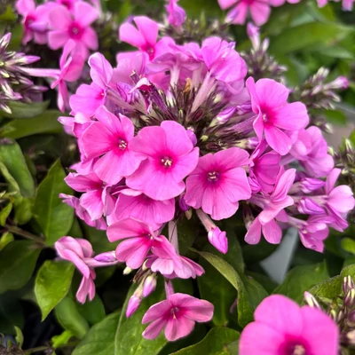 Phlox paniculata 'Famouse Pink' – Bugás lángvirág