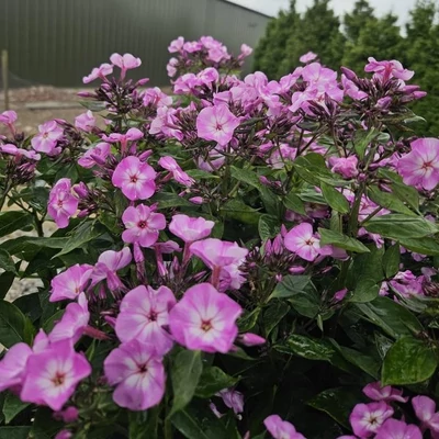 Phlox paniculata 'Light Purple' – Bugás lángvirág