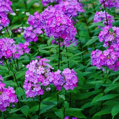Phlox paniculata 'Nabat' – Bugás lángvirág
