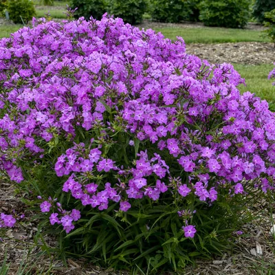 Phlox paniculata 'Opening Act Romance' – Bugás lángvirág