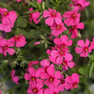 Phlox subulata 'Spring Scarlet' – Árlevelű lángvirág