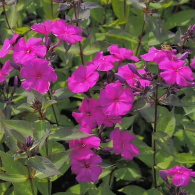 Phlox amplifolia 'Shemeneto' – Nagylevelű lángvirág