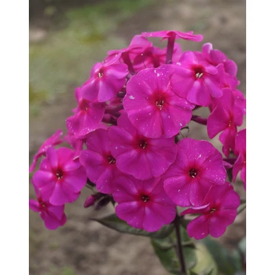 Phlox amplifolia 'Skootekitehi' – Lángvirág
