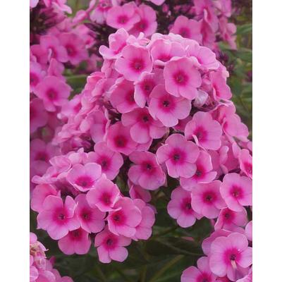 Phlox x arendsii 'Babyface' – Lángvirág