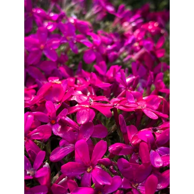 Phlox douglasii 'Crackerjack' - Törpe lángvirág (bíbor)