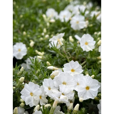 Phlox douglasii 'White Admiral' - Törpe lángvirág (fehér)