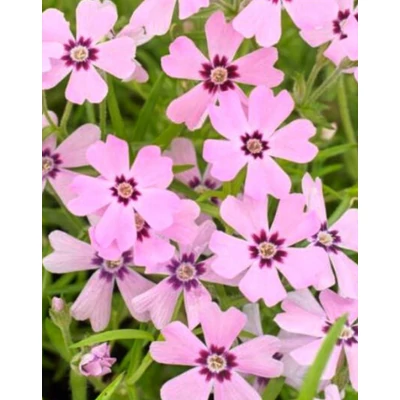 Phlox kelseyi 'Rosette' – Kelseyi lángvirág