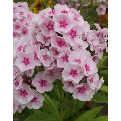 Phlox 'Kirmeslander' – Lángvirág