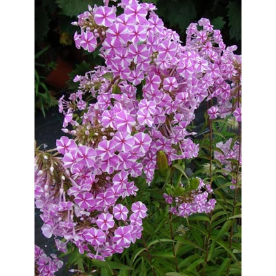 Phlox maculata 'Natascha' - Réti lángvirág