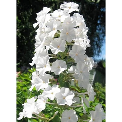 Phlox maculata 'Schneelawine' – Réti lángvirág