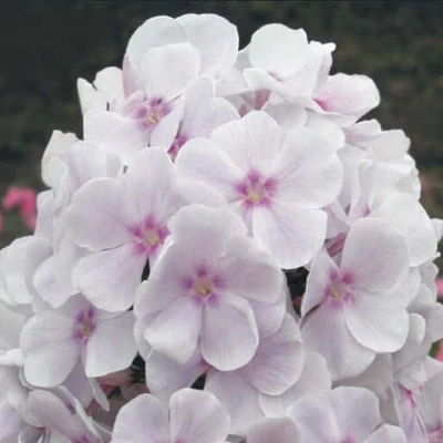 Phlox paniculata 'Atlant' – Bugás lángvirág