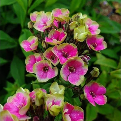Phlox paniculata 'Aureole' – Bugás lángvirág