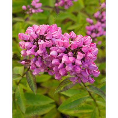 Phlox paniculata 'Butonik' – Bugás lángvirág