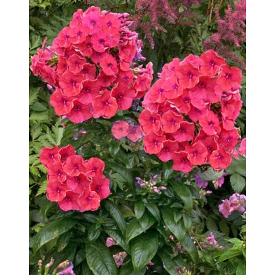 Phlox paniculata 'Coral' – Bugás lángvirág