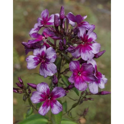 Phlox paniculata 'Drakon' – Bugás lángvirág