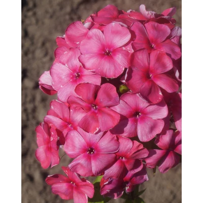 Phlox paniculata 'Dymczatnyj Koral' – Bugás lángvirág