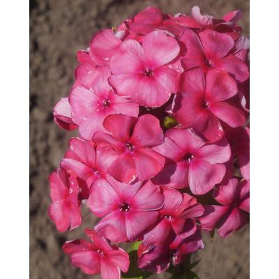 Phlox paniculata 'Dymczatnyj Koral' – Bugás lángvirág