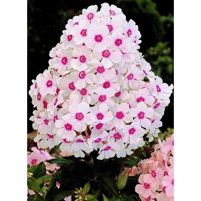 Phlox paniculata 'Europa' – Bugás lángvirág