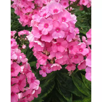 Phlox paniculata 'Flame Light Pink' – Bugás lángvirág