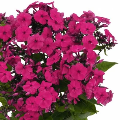 Phlox paniculata Flame® 'Pro Cerise' – Bugás lángvirág