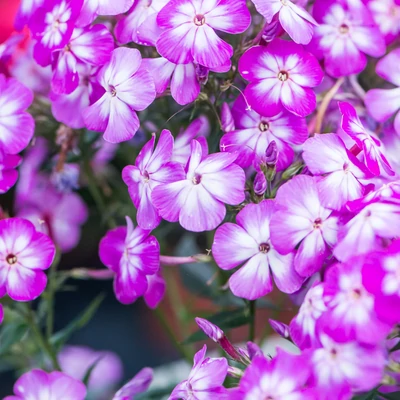 Phlox paniculata Flame® 'Pro Pink Pop' – Bugás lángvirág