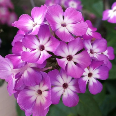 Phlox paniculata Flame® 'Pro Purple' – Bugás lángvirág