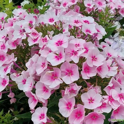 Phlox paniculata Flame® 'Pro Soft Pink' – Bugás lángvirág