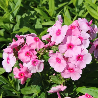 Phlox paniculata 'Flamingo' – Bugás lángvirág