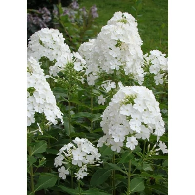 Phlox paniculata 'Fujiyama' – Bugás lángvirág