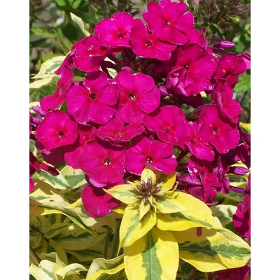 Phlox paniculata 'Goldmine' – Bugás lángvirág