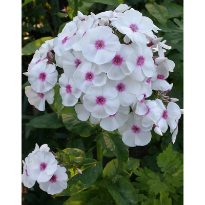Phlox paniculata 'Graf Zeppelin' – Bugás lángvirág