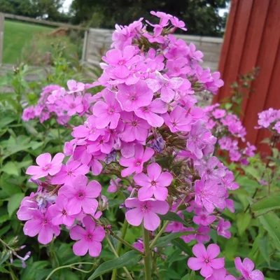 Phlox paniculata 'Hesperis' – Bugás lángvirág