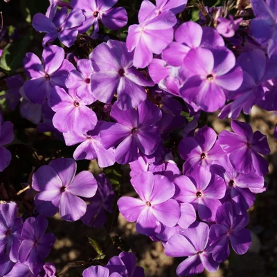 Phlox paniculata 'Igor Tałkow' – Bugás lángvirág