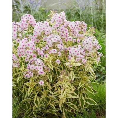 Phlox paniculata 'Nora Leigh' – Bugás lángvirág