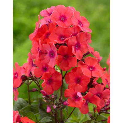 Phlox paniculata 'Orange Perfection' – Bugás lángvirág