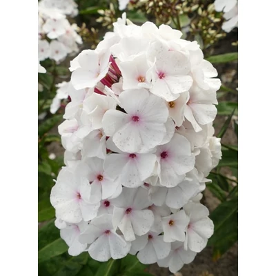 Phlox paniculata 'Popeye' – Bugás lángvirág