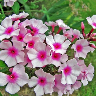 Phlox paniculata 'Prime Minister' – Bugás lángvirág