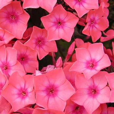 Phlox paniculata 'Spitfire' – Bugás lángvirág
