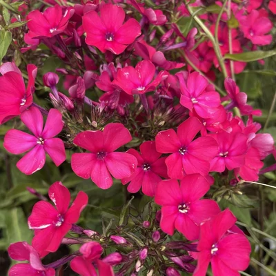 Phlox paniculata 'Starfire' – Bugás lángvirág