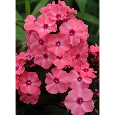 Phlox paniculata 'Sweet Summer Dream' - Bugás lángvirág (rózsaszín)