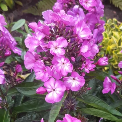 Phlox paniculata 'Sweet Summer Festival' – Bugás lángvirág