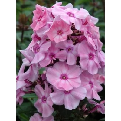 Phlox paniculata 'Sweet Summer Fragrance' – Bugás lángvirág