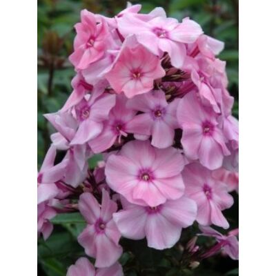 Phlox paniculata 'Sweet Summer Fragrance' – Bugás lángvirág