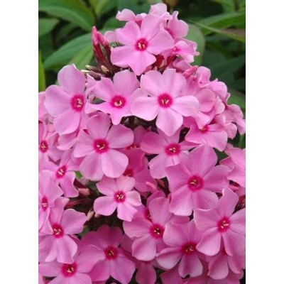Phlox paniculata 'Sweet Summer Melody' – Bugás lángvirág